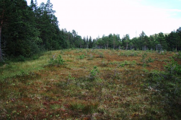 wetland